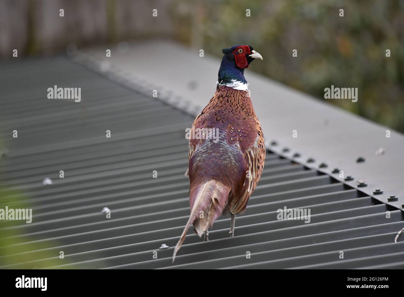 Nahaufnahme der männlichen Fasan (Phasianus colchicus) mit nach rechts gedrehter Kopfseite, die im Frühjahr auf einem Metalldach in Mid-Wales zu Fuß unterwegs war Stockfoto