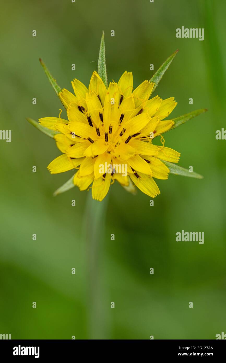 Tragopogon pratensis, gebräuchliche Namen Ziegenbart oder Jack-Go-to-Bed-at-mittags blühend im Juni, Großbritannien Stockfoto