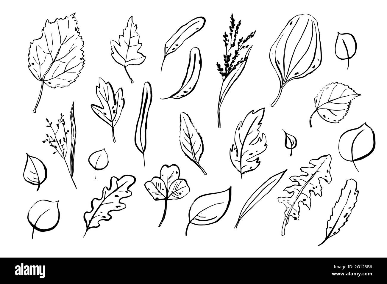 Lässt Skizzen gesetzt. Handgezeichnete Kräuter isoliert auf weißem Hintergrund. Sammlung von Kritzelpflanzen. Natur, Gartenarbeit, Wald, Sommer, Herbstschilder. Stock Vektor