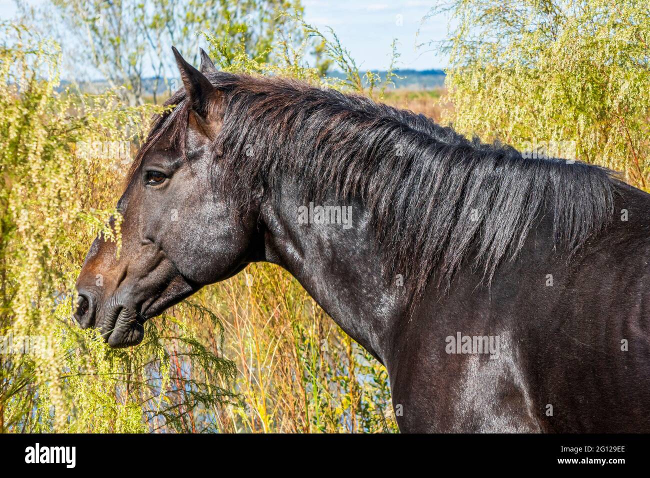 Florida Gainesville Paynes Prearire Ecopassage Nature Preserve State Park National Natural Landmark Umweltschutz Wacahoota Trail Wild cra Stockfoto