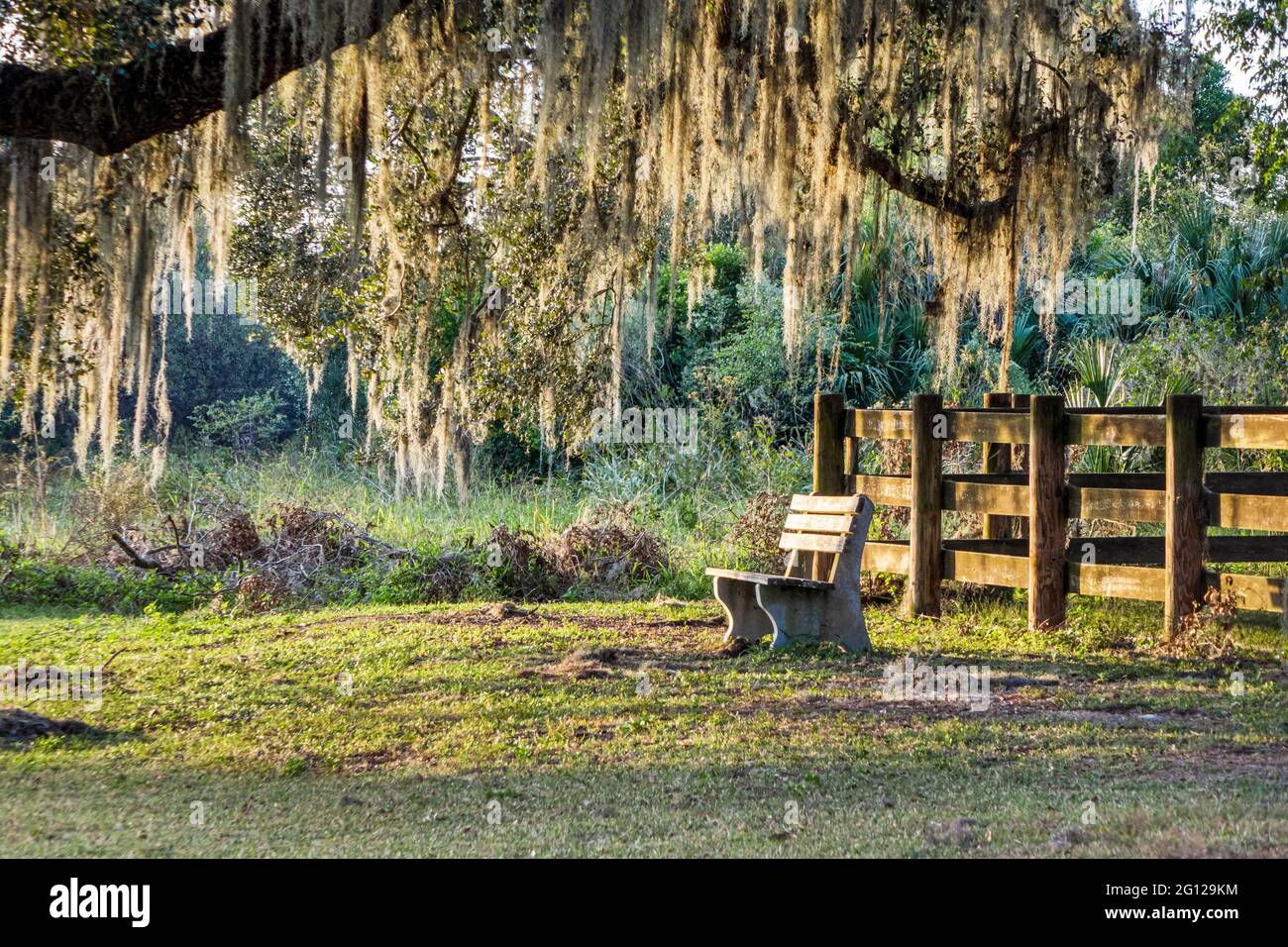 Florida Gainesville Micanopy Paynes Pririe Nature Preserve State Park Umweltschutz LaChua Trail Trailhead Spanischer Moos bedeckter Baum par Stockfoto