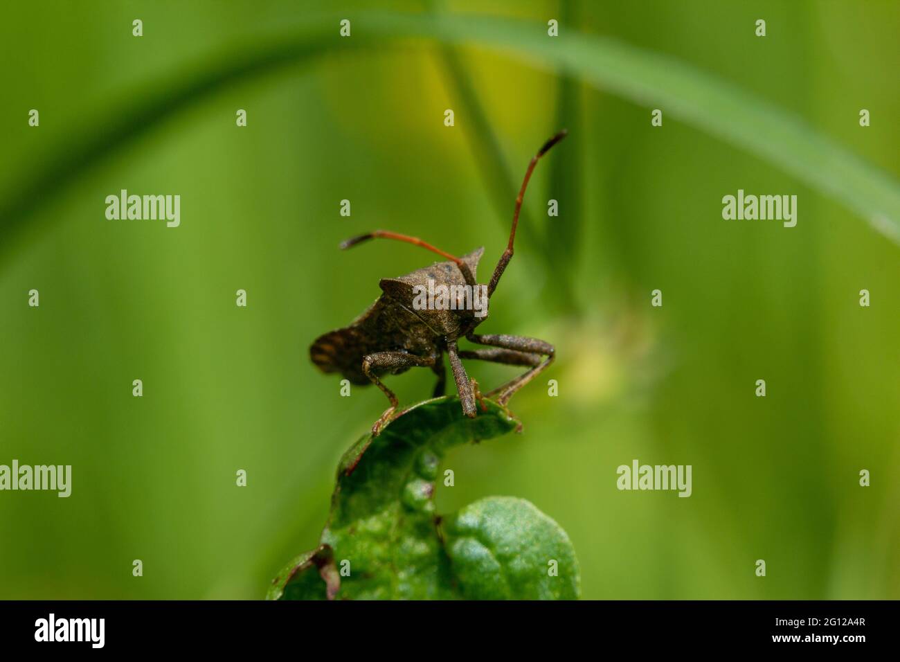 Brown Shield Bug oder Stink Bug auf einem grünen Blatt in einer Nahaufnahme frontale Ansicht auf dem Kopf gegen ein Bokeh im Freien mit Copyspace Stockfoto