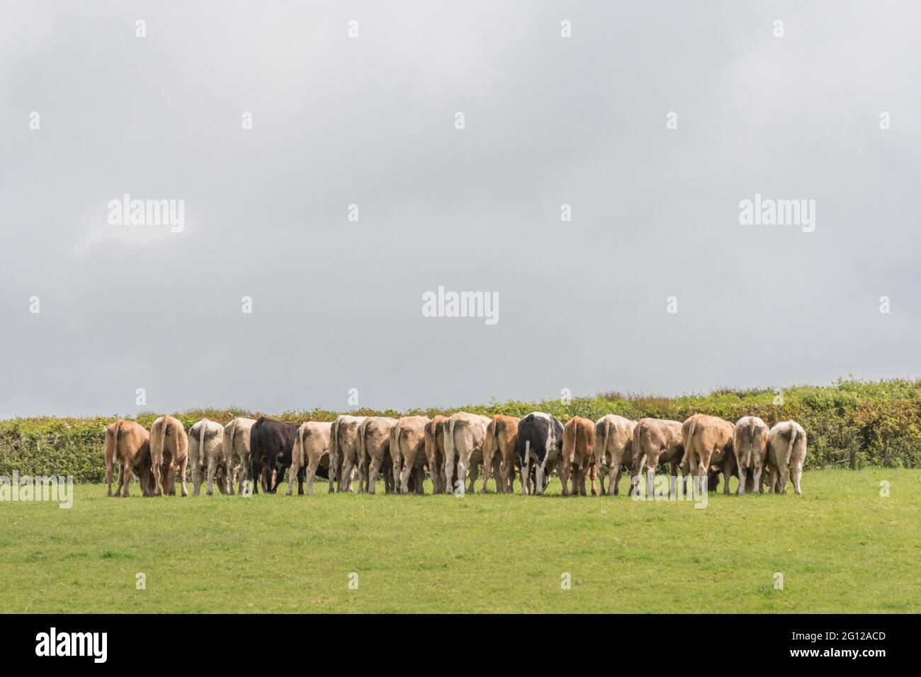 Linie von jungen Rindern, die Nahrungsergänzung essen, die gerade vom Landwirt geliefert wurde. Entfernter Schuss, der über das Feld mit sehr dünnem DoF im hinteren Bereich der Tiere aufgenommen wurde. Stockfoto