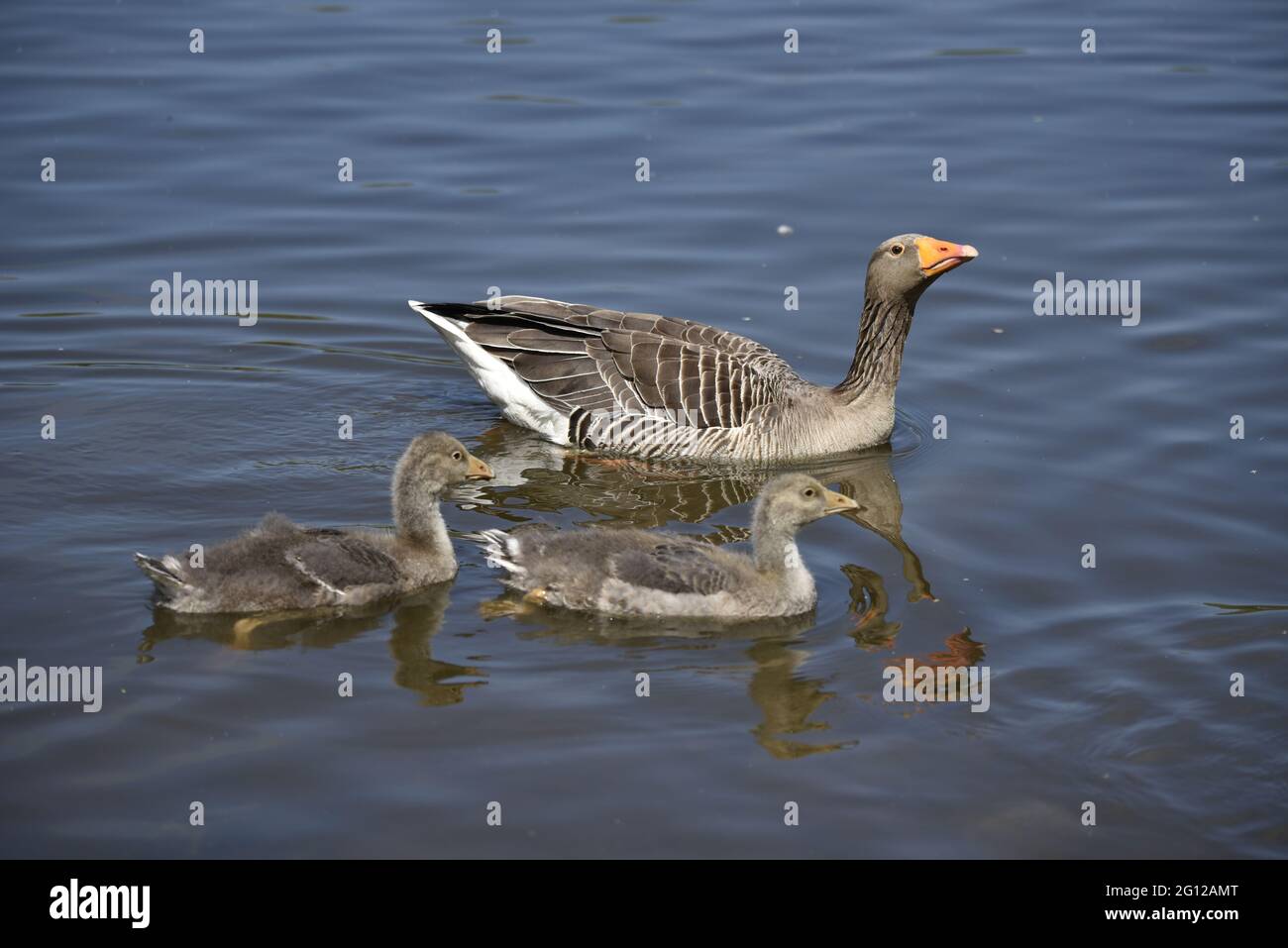 Nahaufnahme von Graugans (Anser anser) Erwachsener mit zwei Gänsen Schwimmen von links nach rechts mit Gänsen im Vorgarten an einem See im Frühling Stockfoto