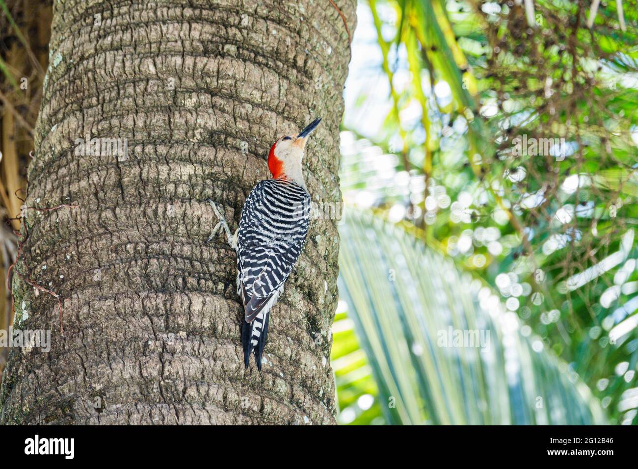 Florida Sanibel Island Baumstamm Vogel Rotbauchspecht Melanerpes carolinus Stockfoto