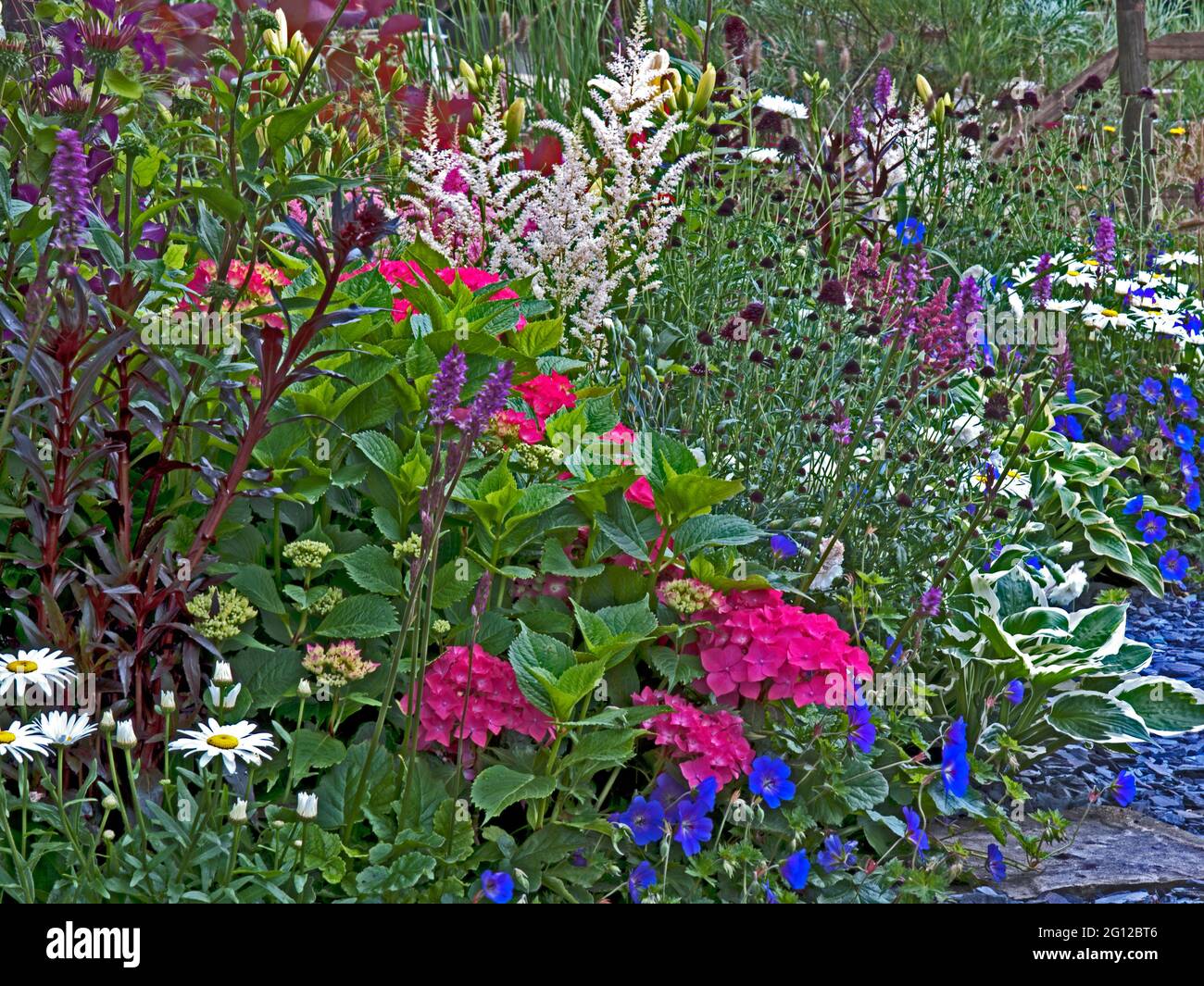 Eine farbenfrohe Blumengrenze mit Hydrager, Astilbie, Hosta und anderen gemischten Pflanzen von Blumen Stockfoto