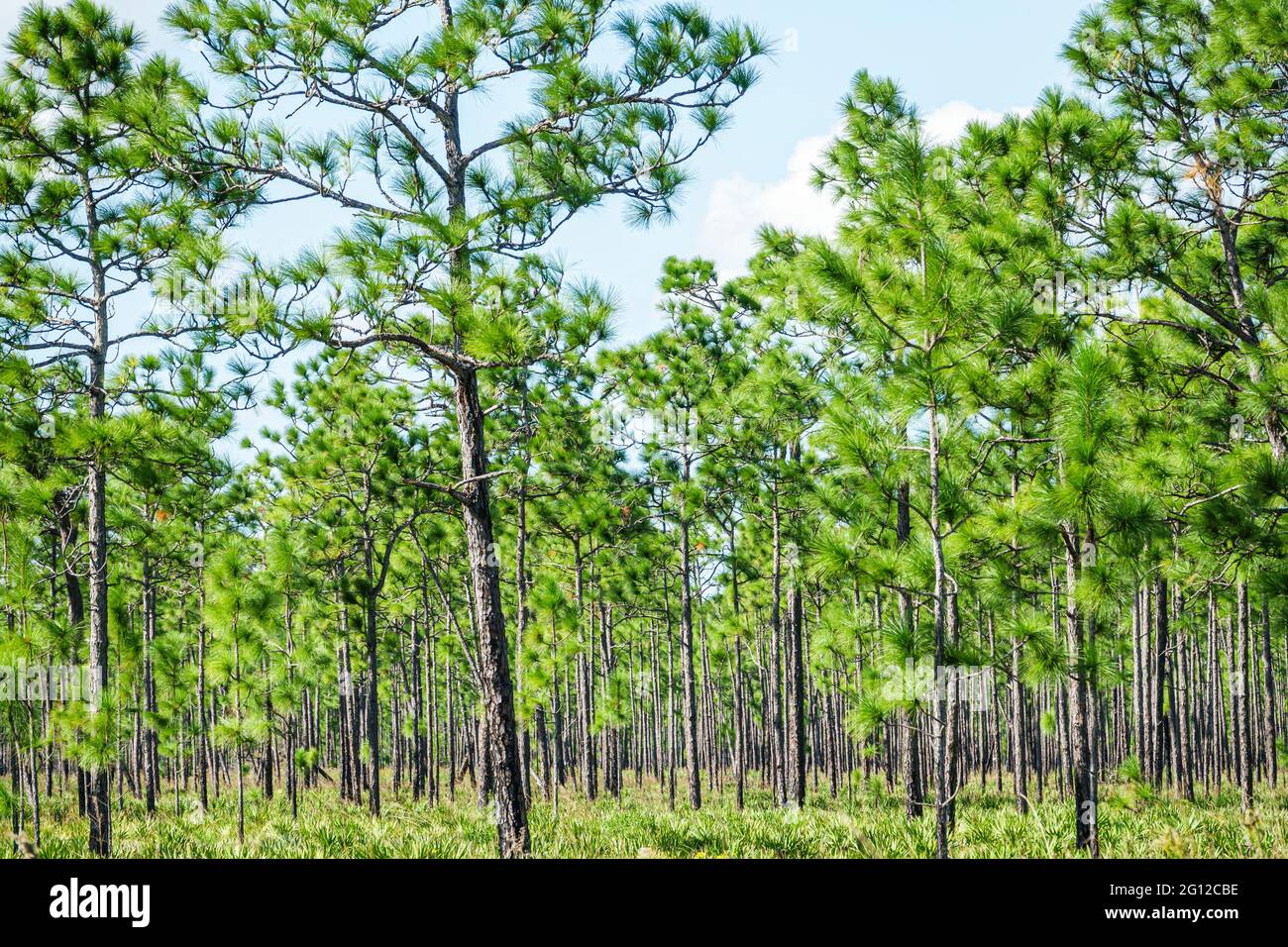 Florida FL County Road 523 ländliche Gegend Lebensraum Pine Rockland Pine Flachholz Vegetation Bäume South Florida Schrägstrich Pinien Sägepalme subtropisch Stockfoto