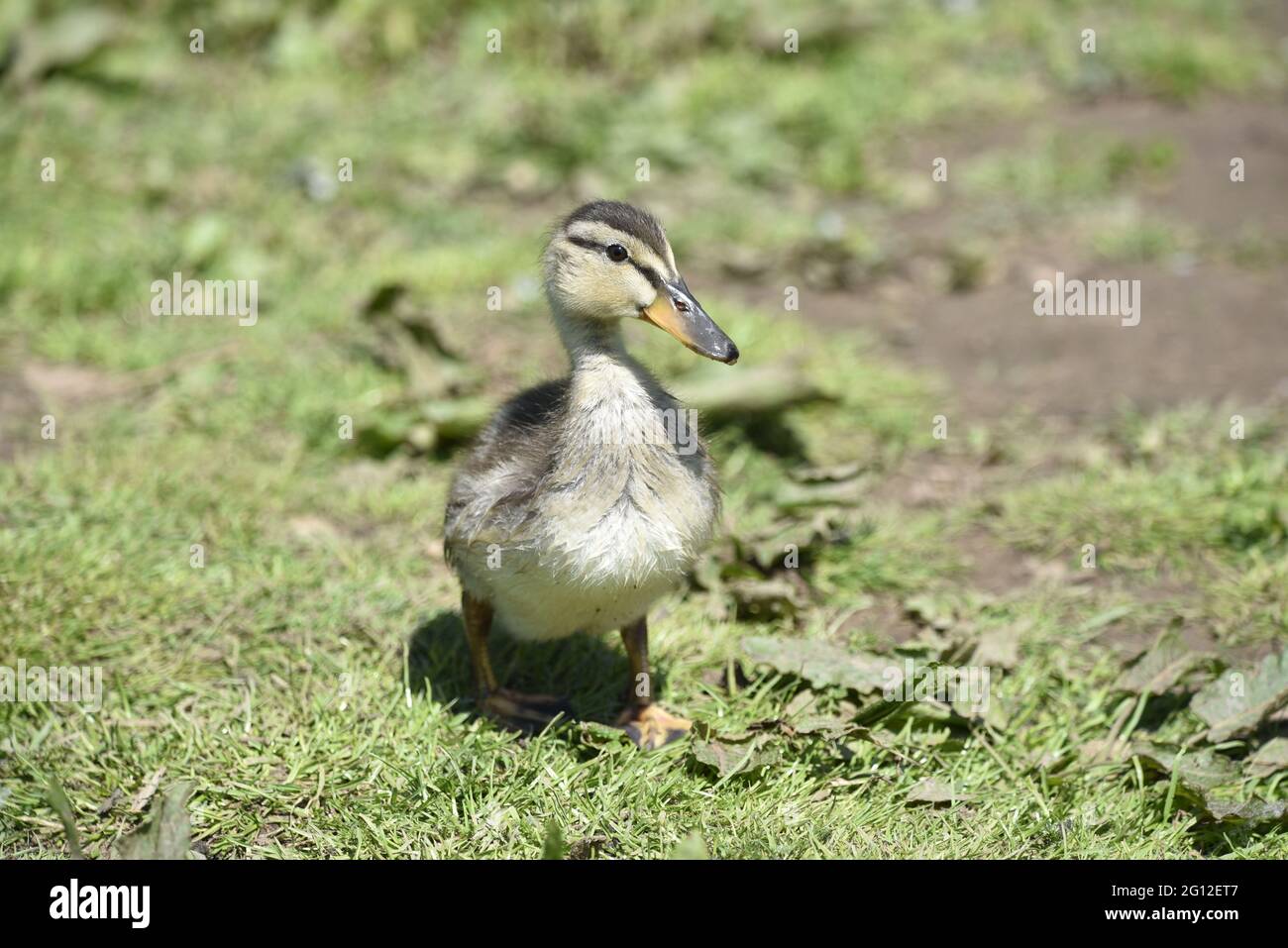 Mallard Duck Duckling (Anas platyrhynchos) Nahaufnahme Porträt mit Kopf nach rechts gedreht auf dem River Trent Bank in the Sun in Spring Stockfoto