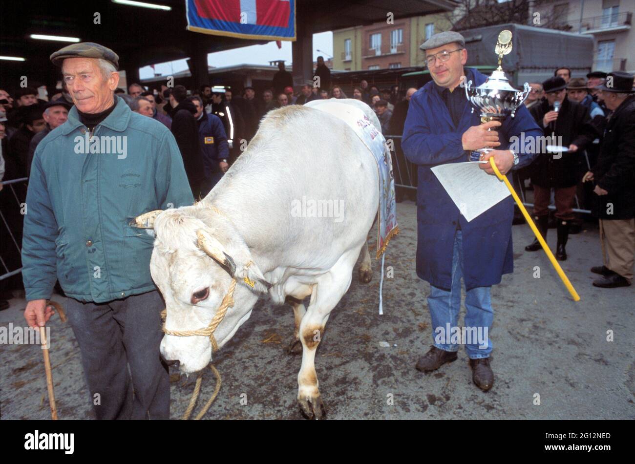 Traditionelles Fest des 'Bue Grasso' (fetter Ochse) in Carrù (Cuneo, Piemont, Italien), Jahrmarkt der 'weißen piemontesischen' Rasse Vieh, eines der ältesten in Italien Stockfoto