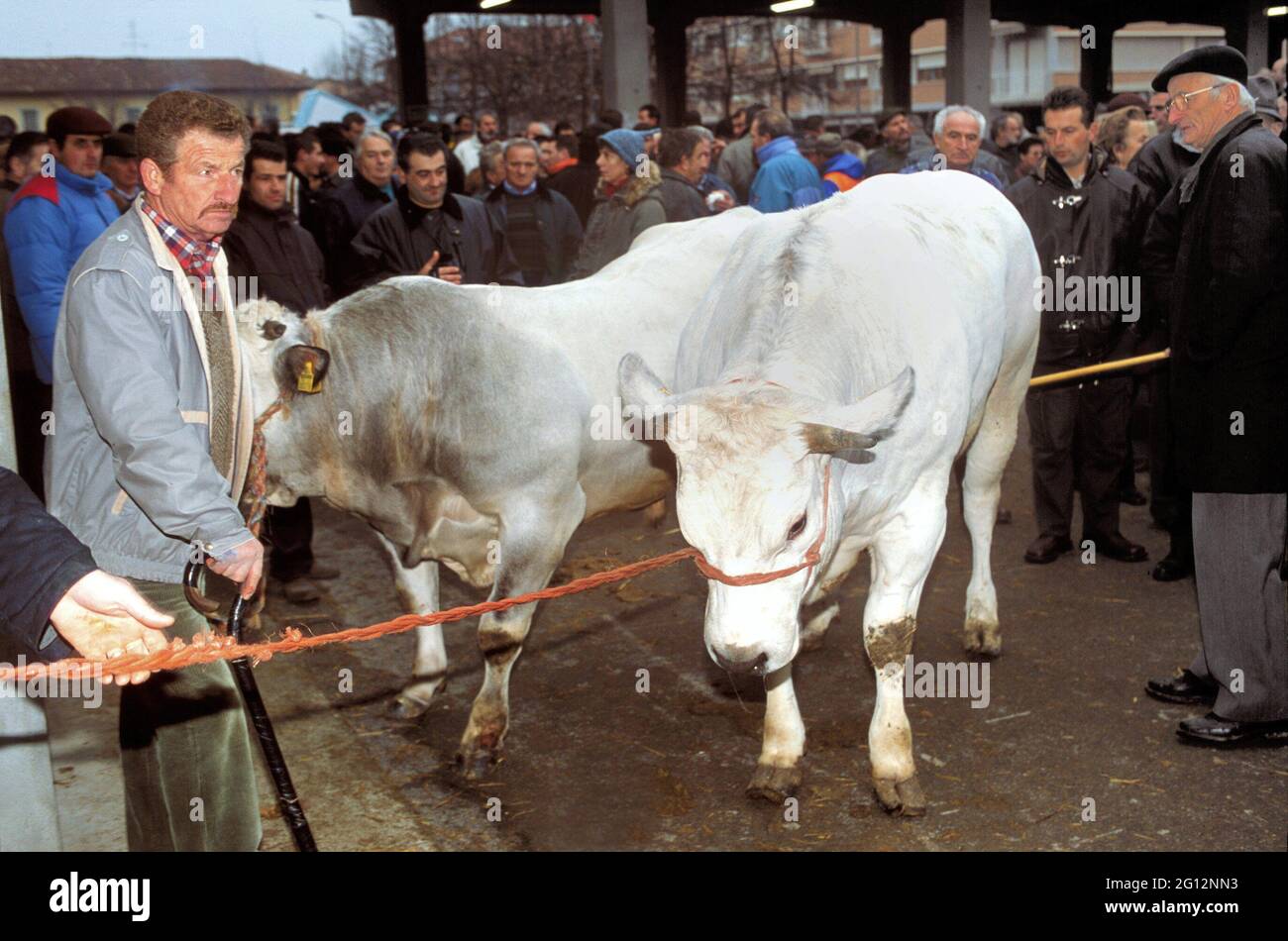 Traditionelles Fest des 'Bue Grasso' (fetter Ochse) in Carrù (Cuneo, Piemont, Italien), Jahrmarkt der 'weißen piemontesischen' Rasse Vieh, eines der ältesten in Italien Stockfoto