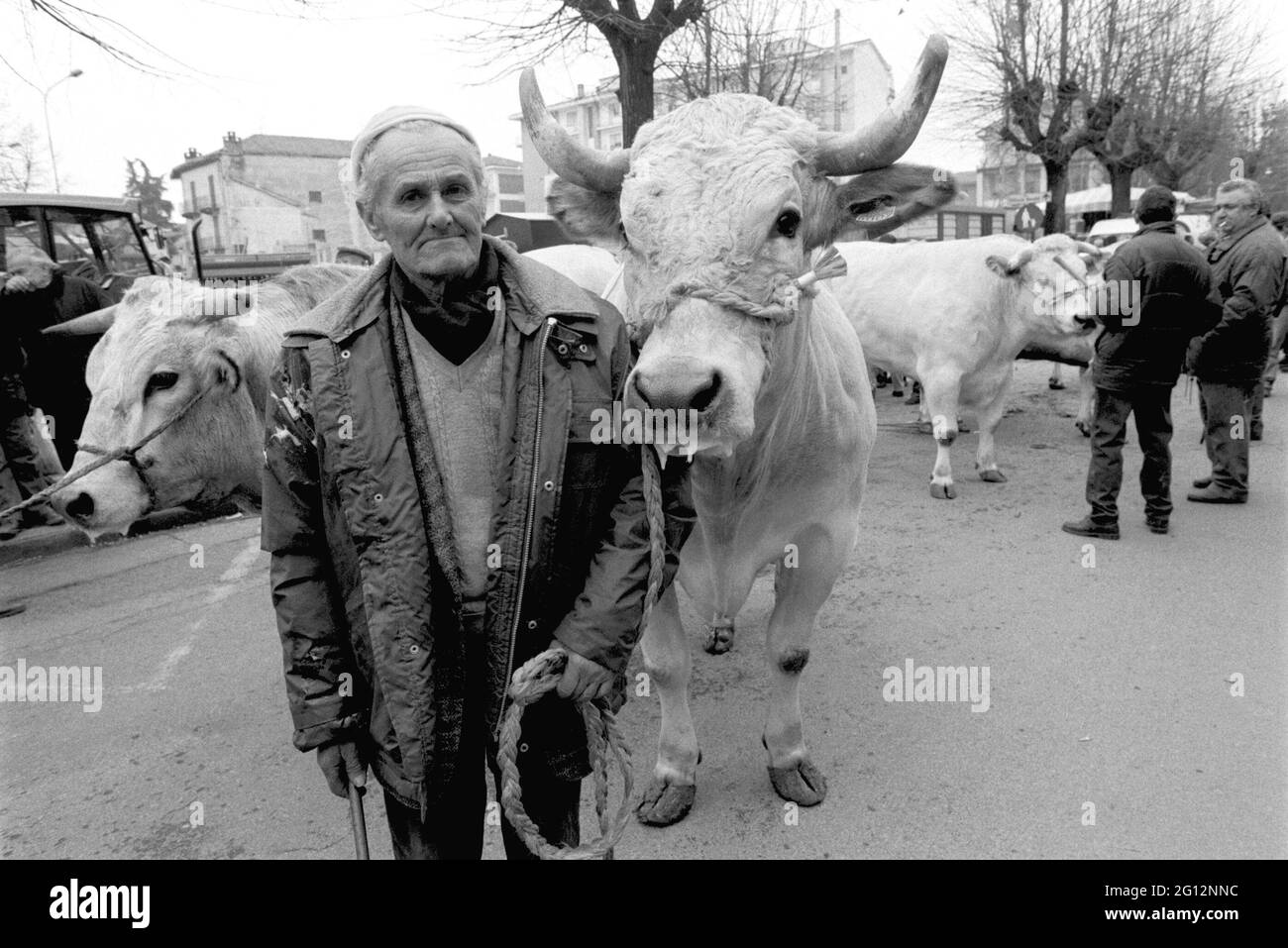 Traditionelles Fest des 'Bue Grasso' (fetter Ochse) in Carrù (Cuneo, Piemont, Italien), Jahrmarkt der 'weißen piemontesischen' Rasse Vieh, eines der ältesten in Italien Stockfoto