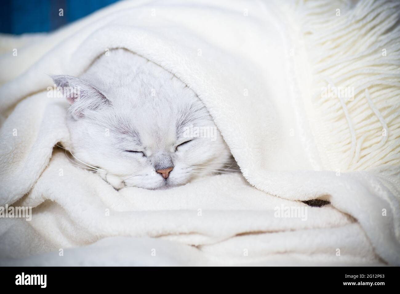 Erwachsene Katze Rasse schottische Chinchilla mit geraden Ohren, schläft zu Hause Stockfoto