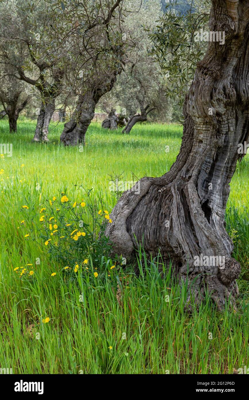 Hundertjährige Olivenbäume von Alqueria d´Avall, Bunyola, Mallorca, Balearen, Spanien. Stockfoto
