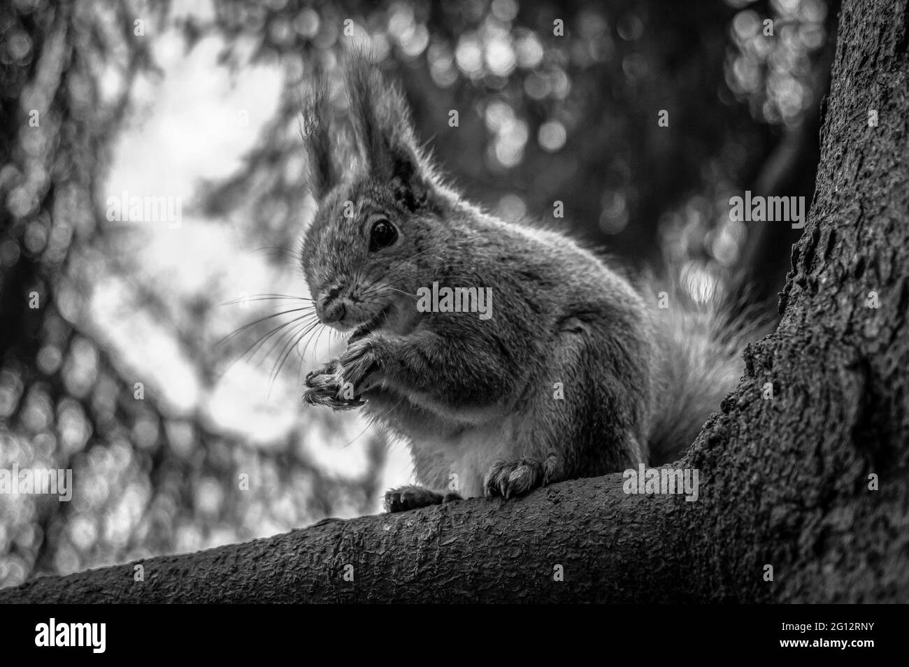 Agiles, baumbewohntes Eichhörnchen mit einem buschigen Schwanz, das sich von Nüssen ernährt. Schwarz und Weiß. Stockfoto