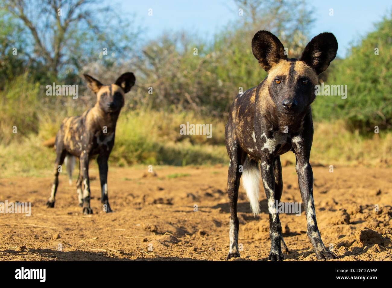 Das Alpha-Paar dieses afrikanisch bemalten Hundepacks blendet die Kamera herunter, während ich mein Eindringen in ihren Morgentrunk untersuchte. Stockfoto