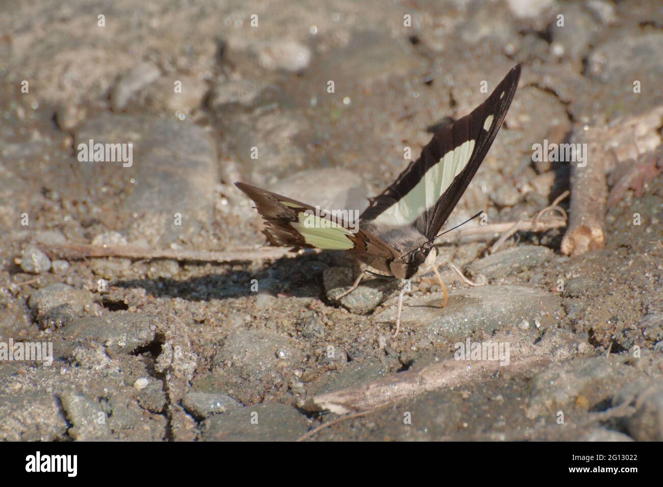Kalk Schmetterling (Papilio demoleus Linnaeus) Schlamm pfützen , dh saugen Flüssigkeit aus feuchten Bereich. Aufnahme in Sikkim, Indien. Stockfoto