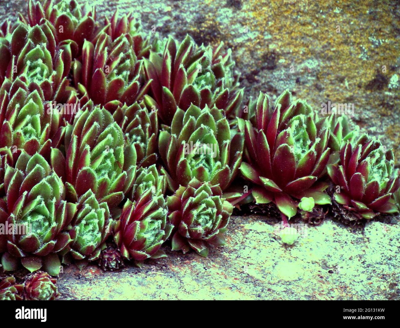 Rot gefärbte Sorte von sempervivum, eine bekannte Heilpflanze, Botanik-Thema Stockfoto