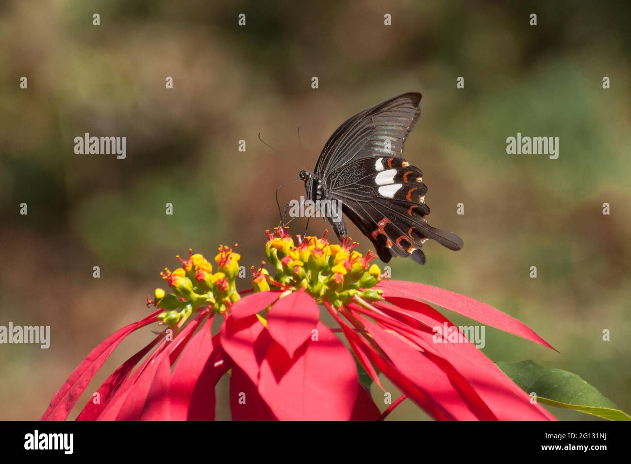 Gewöhnlicher Mormonenschmetterling (Papilio polytes linnaeus), der aus vollständig blühenden roten Blüten Nektar saugt. Aufnahme in einem Wald, sikkim, Indien. Stockfoto