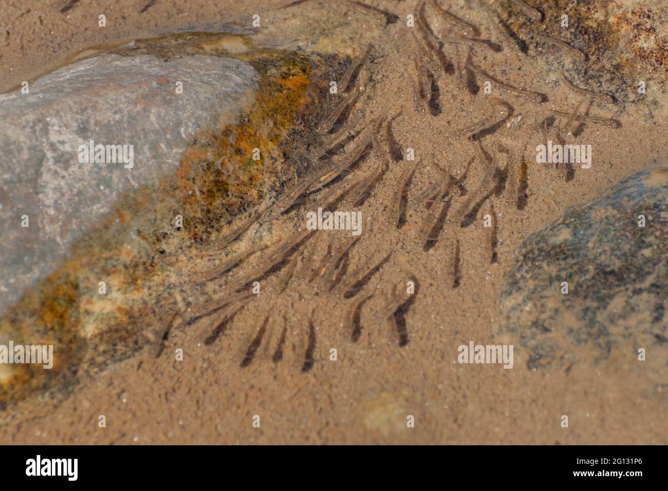 Fische schwimmen unter Wasser des reshi-Flusses, Sikkim, Indien Stockfoto