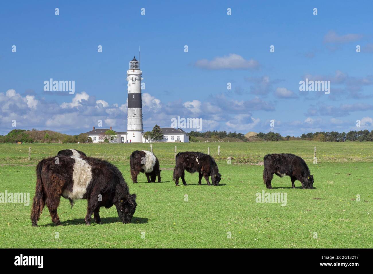 Belted Galloways und der Leuchtturm Kampen auf der nordfriesischen Insel Sylt, Nordfriesland, Schleswig-Holstein, Deutschland Stockfoto