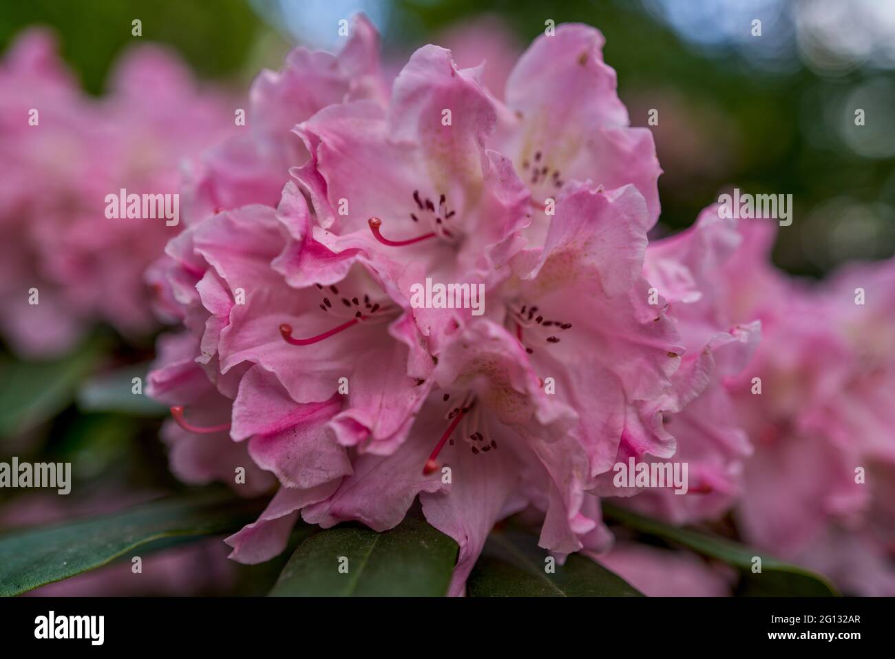 azalea Rhododendron Blume in voller Blüte Nahaufnahme schöne zarte luftige poetische ephemere schöne blühende Blütenblätter Staubblätter üppige bunte Multicolore Stockfoto