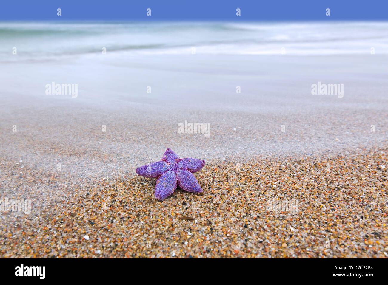 Toter purpurner Seesterne / violetter Seesterne / Zuckerseesterne (Astéias rubens), die am Strand entlang der Nordseeküste an Land gespült wurden Stockfoto