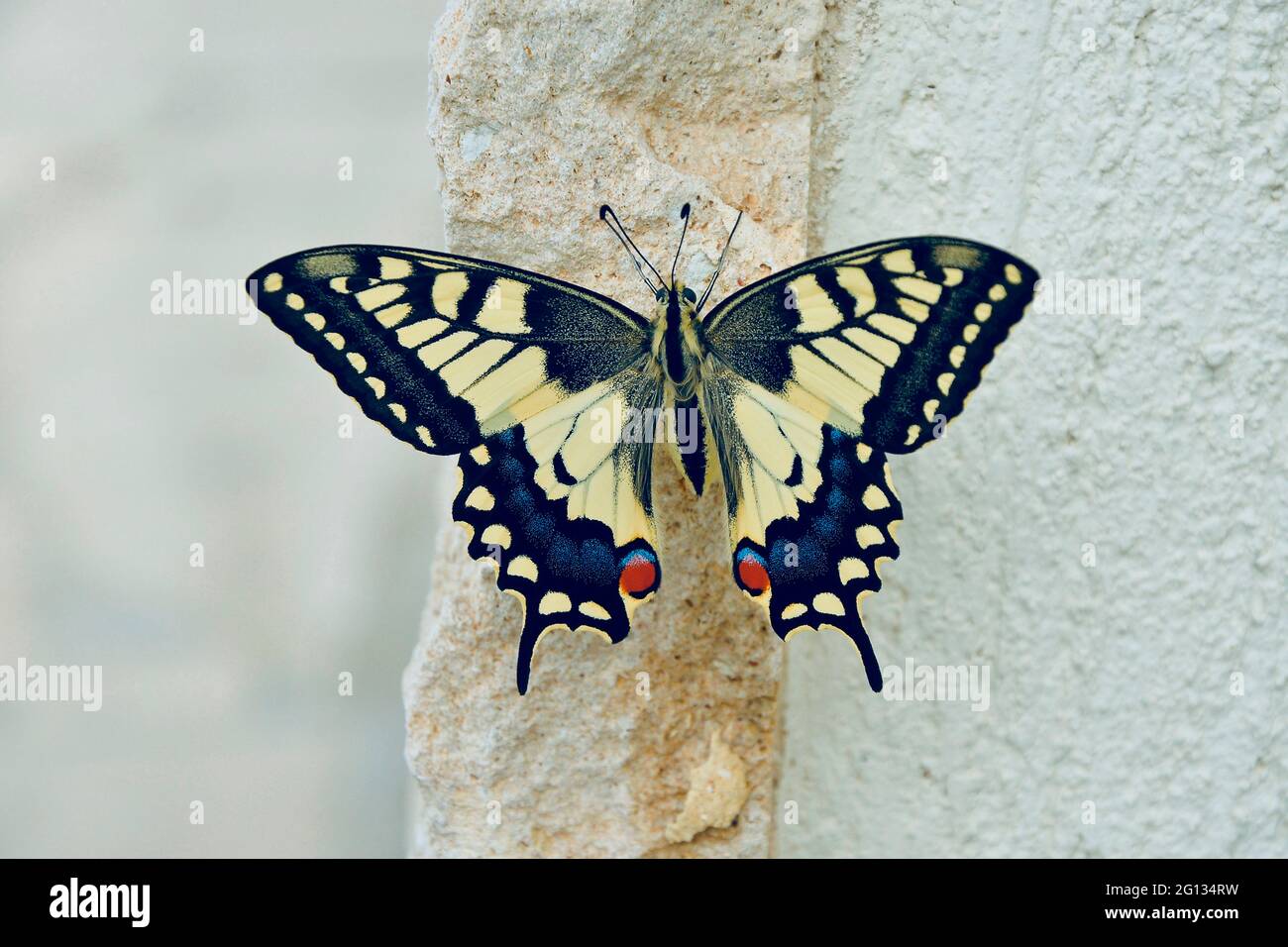 Nahaufnahme eines Schwalbenschwanzschmetterlings Papilio machaon in Zypern mit offenen Flügeln Stockfoto