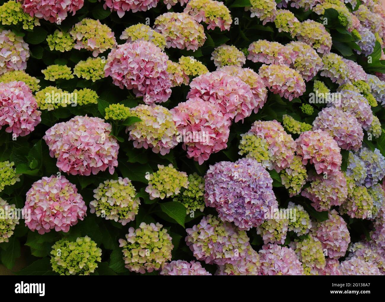 Rosa Hydrangea oder Hortensia (Hydrangea macrophylla) Blütenbusch, Sintra, Lissabon, Portugal. Frühling Stockfoto