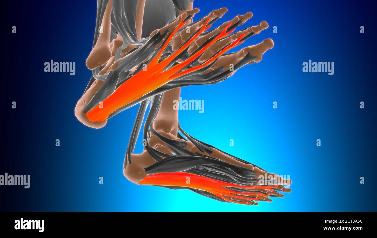 Musculus flexor digitorum brevis -Fotos und -Bildmaterial in hoher ...