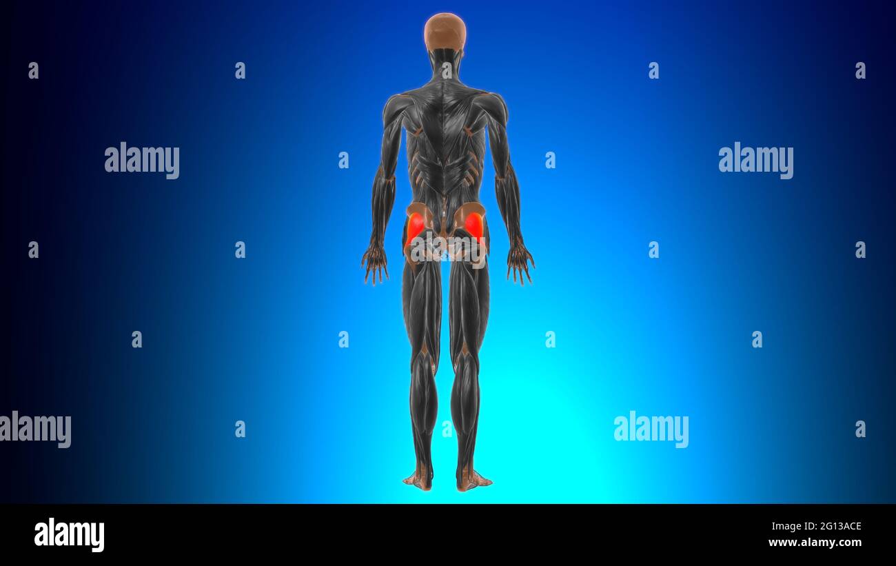 Gluteus-Minimus-Muskel-Anatomie für medizinisches Konzept 3D-Illustration Stockfoto