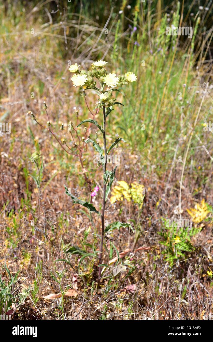 Cerraja lanuda (Andryala integrifolia) ist ein jährliches oder mehrjähriges Heilkraut, das in Südwesteuropa, Nordafrika und Macaronesien beheimatet ist. Dies Stockfoto