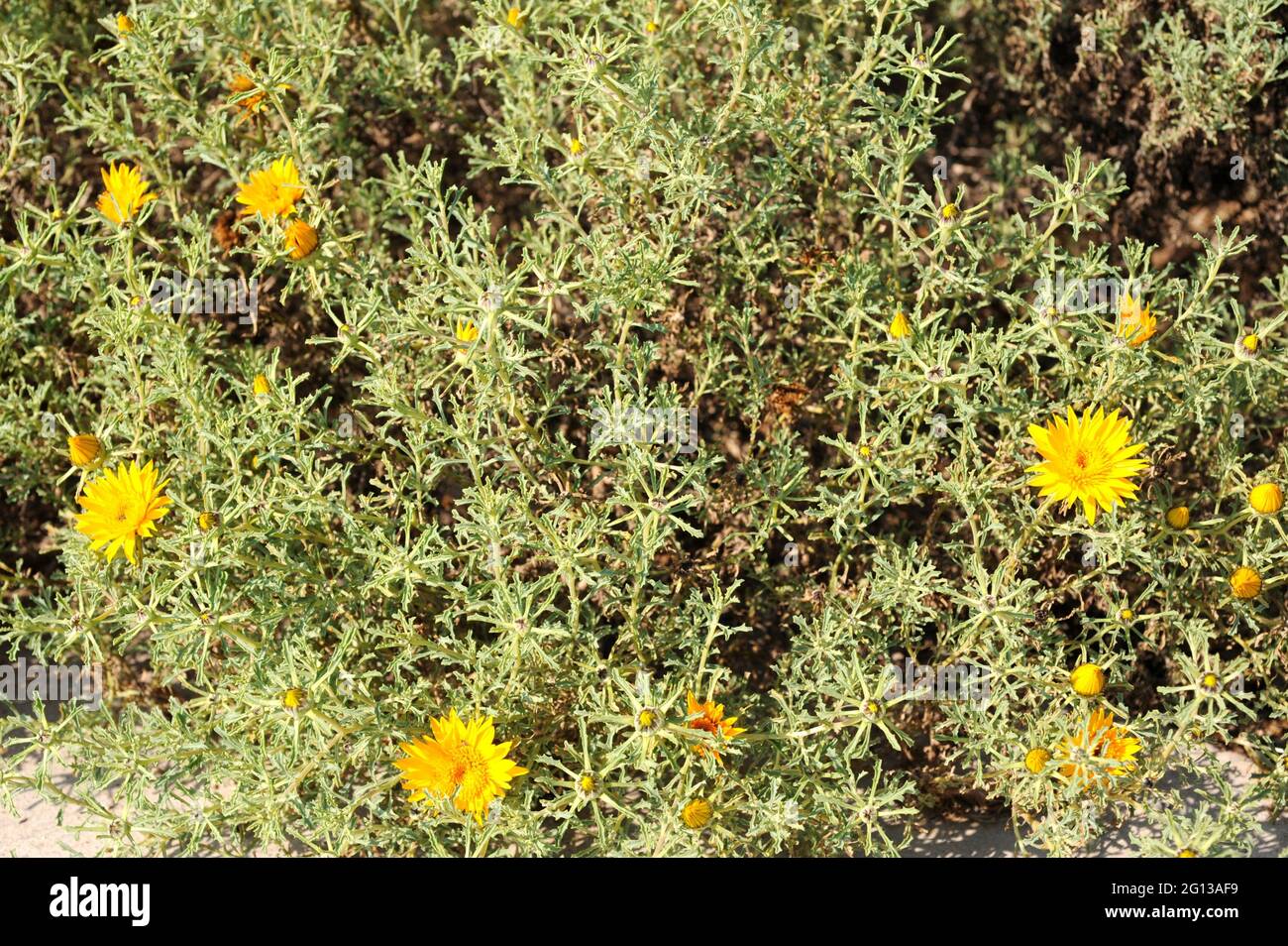 Anvillea radiata ist ein immergrüner Strauch, der in der Sahara endemisch ist. Stockfoto