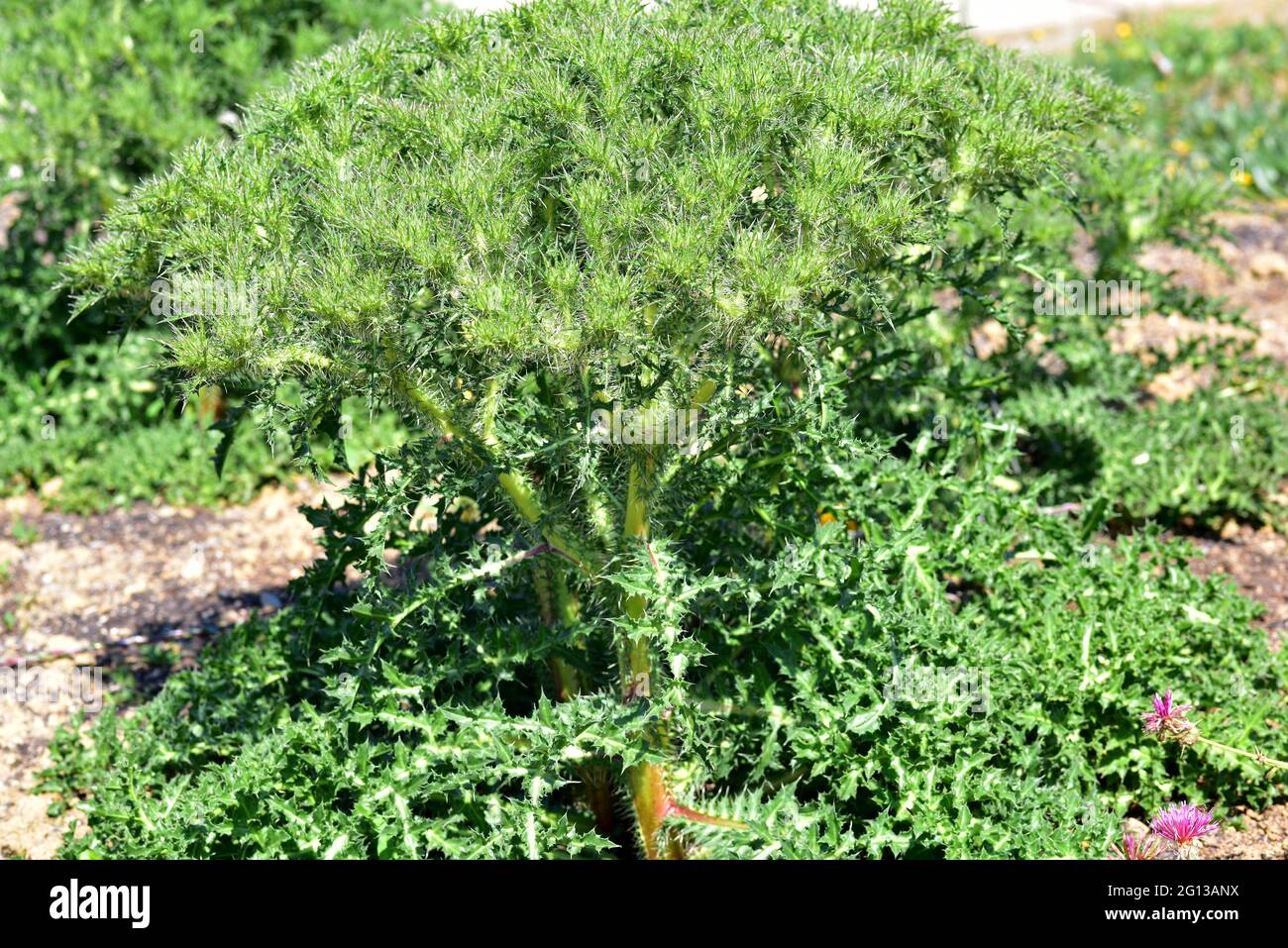 Cardiopatium corymbosum ist eine stachelige mehrjährige Pflanze, die im östlichen Mittelmeerraum beheimatet ist. Stockfoto
