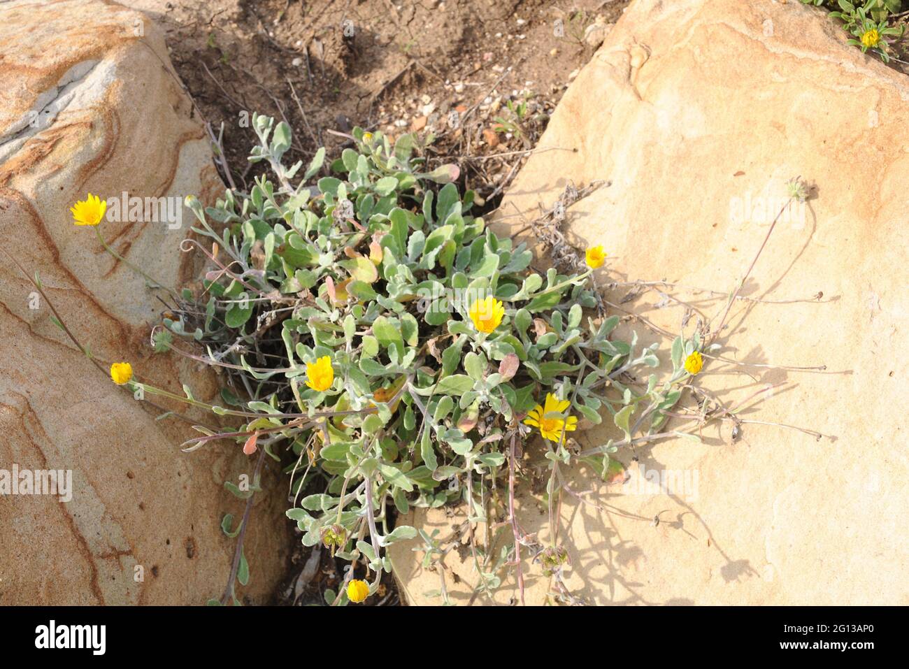Maravilla de mar (Calendula suffruticosa) ist eine mehrjährige Pflanze, die  auf der südlichen Iberischen Halbinsel beheimatet ist Stockfotografie -  Alamy