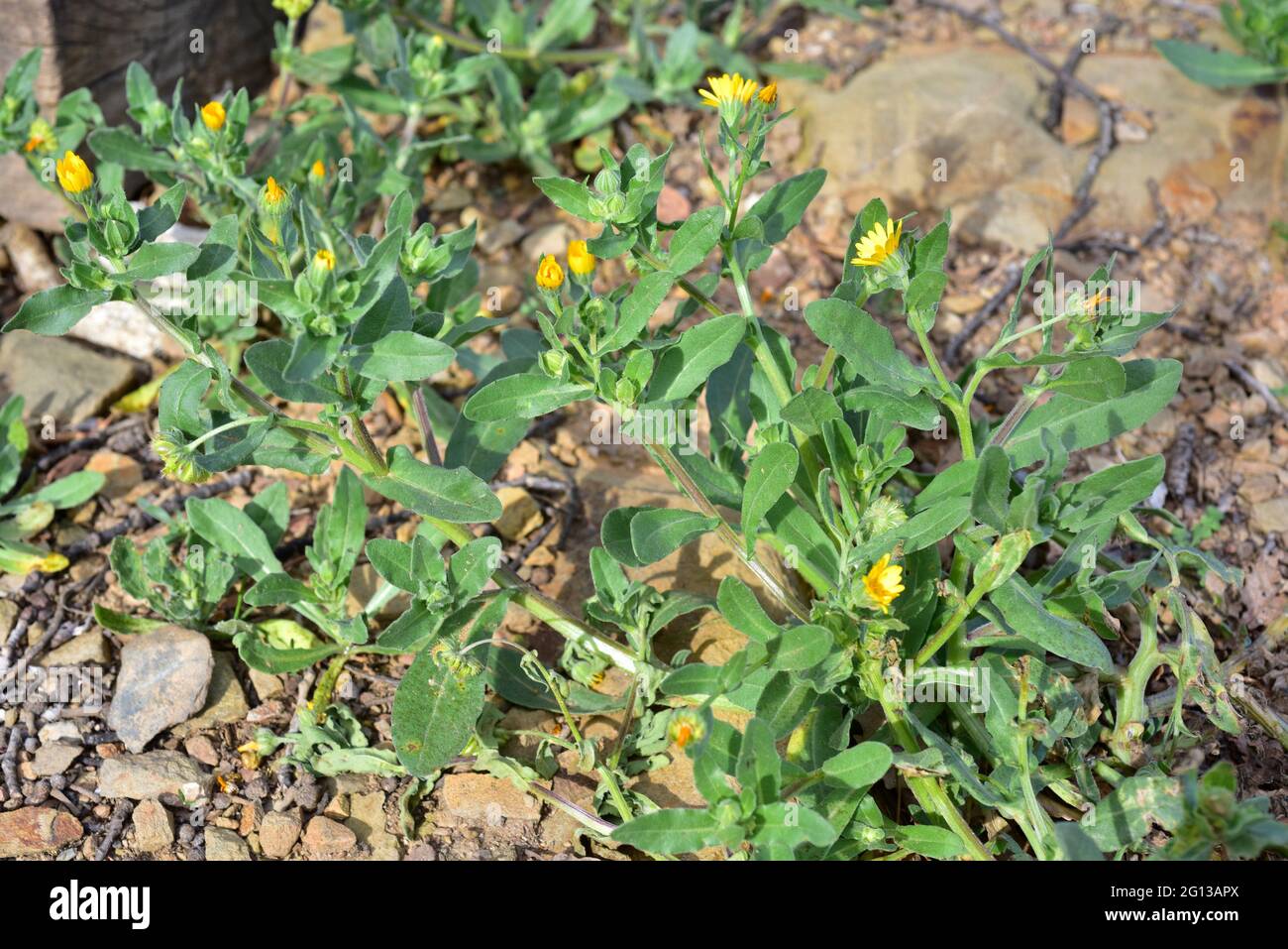 Die Ringelblume (Calendula arvensis) ist eine einjährige oder zweijährige Pflanze, die in Mittel- und Südeuropa beheimatet ist. Dieses Foto wurde in La Albera, Girona, Stockfoto
