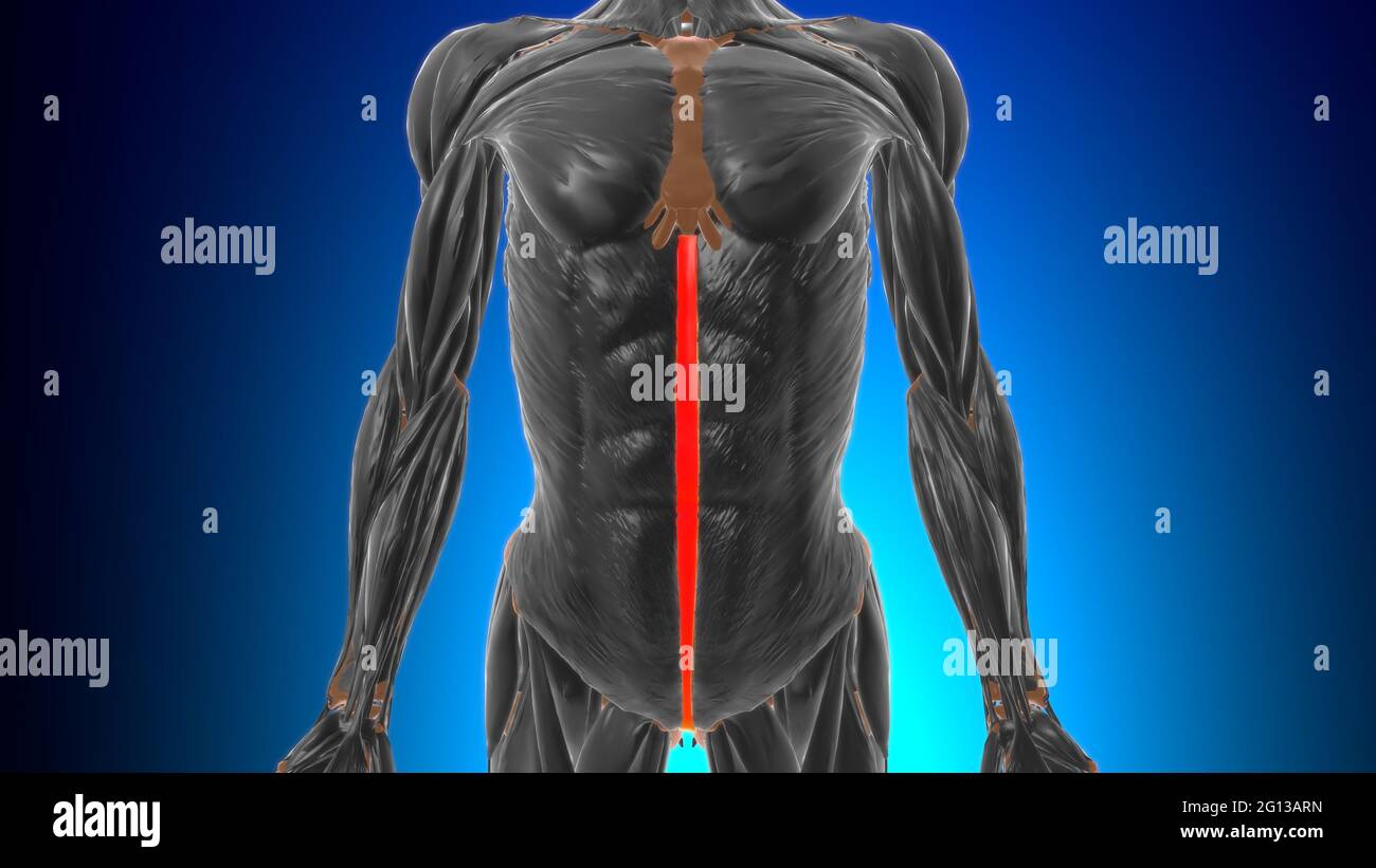 Linea alba Anatomy for Medical Concept 3D Illustration Stockfoto