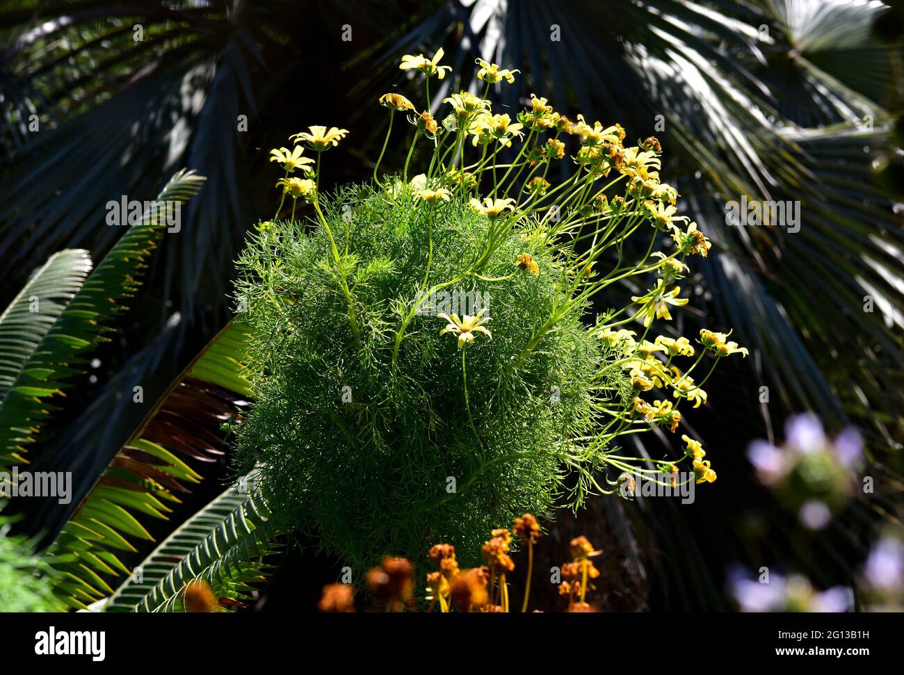 Der Riese coreopsis (Coreopsis gigantea) ist eine holzige, mehrjährige Pflanze, die in Kalifornien (USA) und Baja California (Mexiko) beheimatet ist. Stockfoto