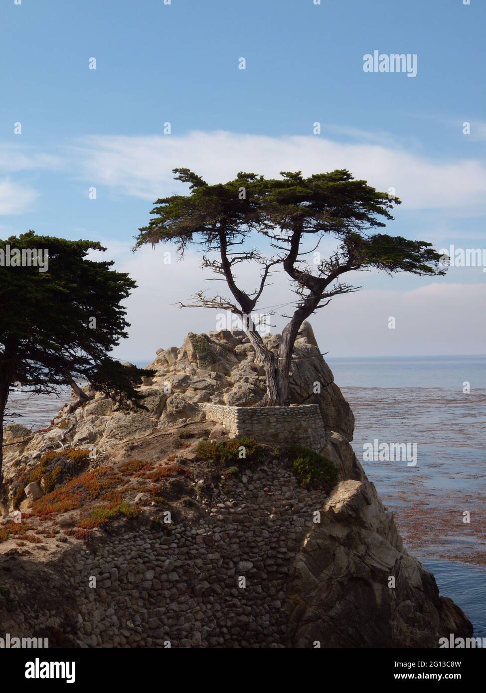 wacholderkiefer mit Blick auf den Punkt entlang der Küste von Monterey Stockfoto