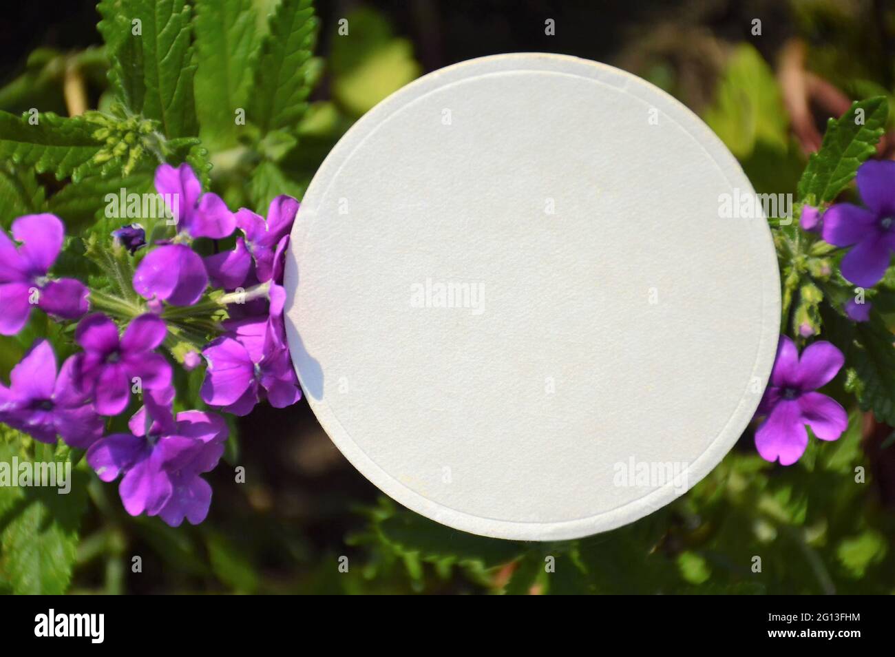 Runder weißer Papierrahmen und Blumen der Gartenverbene Stockfoto