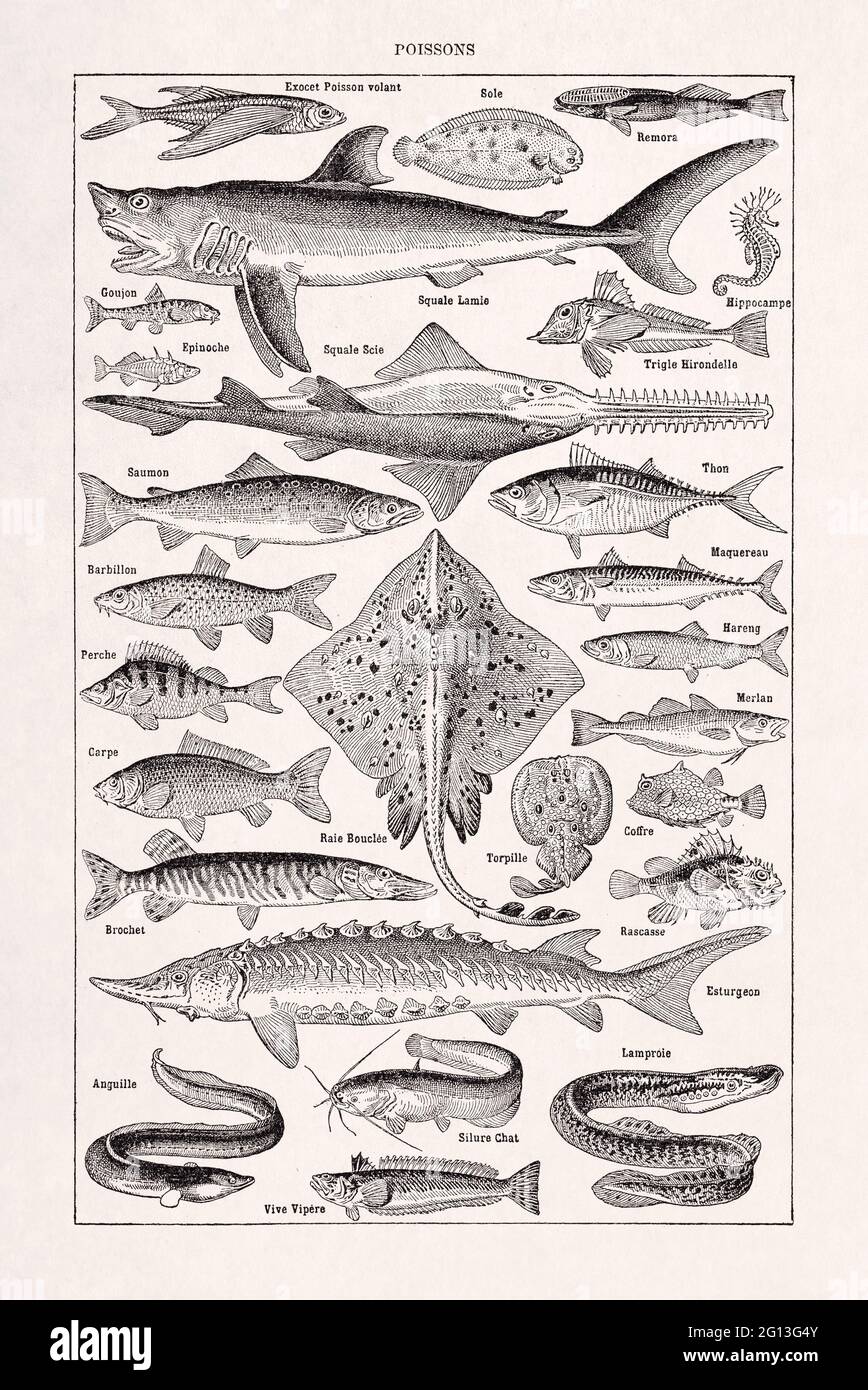 Alte Illustration über Fische von Adolphe Philippe Millot, gedruckt in einem französischen Wörterbuch durch den Herausgeber Larousse im Jahr 1889. Stockfoto