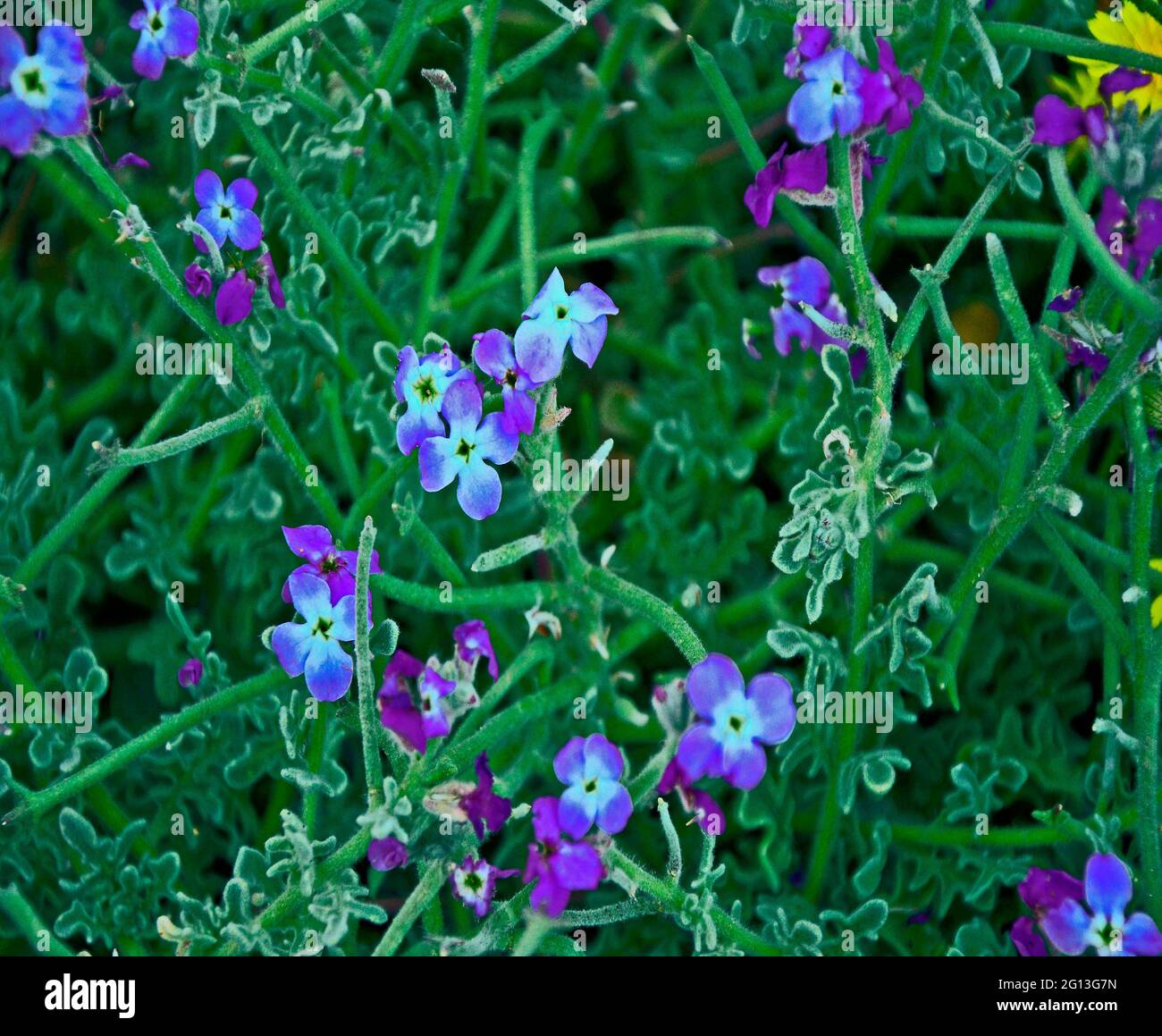 Close up Matthiola tricuspidata wachsen auf den Zypern Landschaft Stockfoto