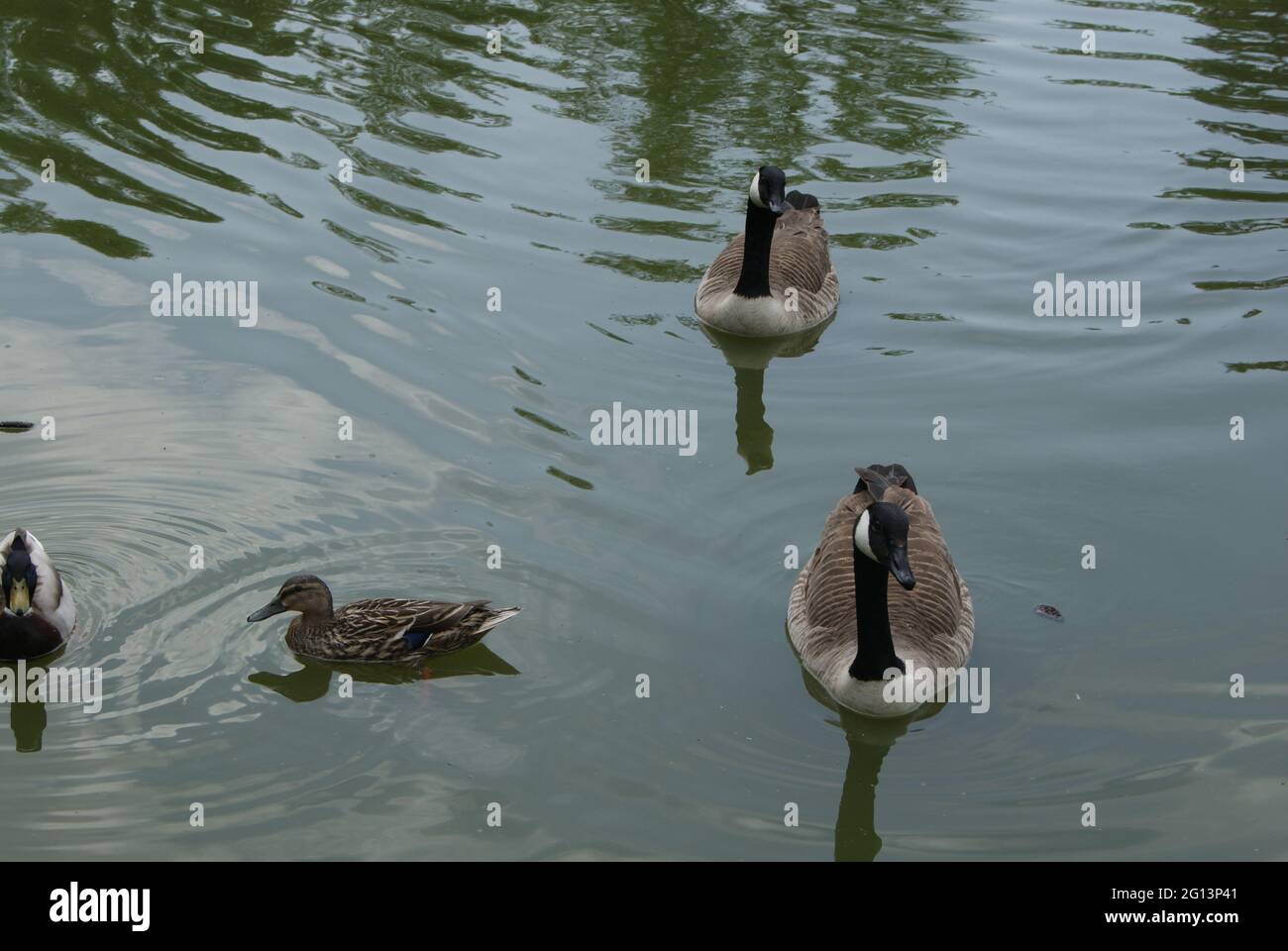 Les cygnes et les Canards dans le Parc de Rambouillet, Yvelines, Frankreich. Stockfoto