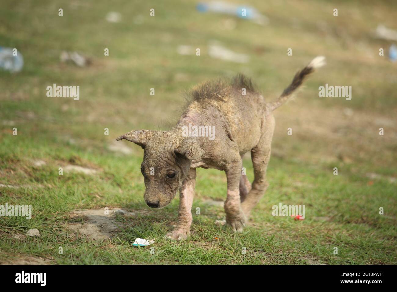 Ein Hund mit Hautkrankheiten läuft. Stockfoto