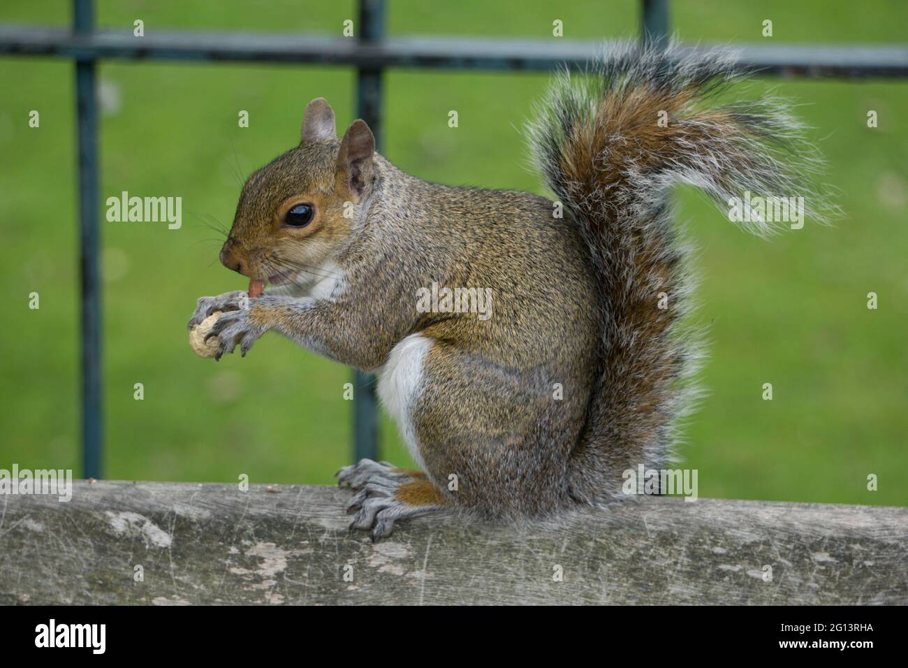 Eichhörnchen essen Affenmutter Stockfoto