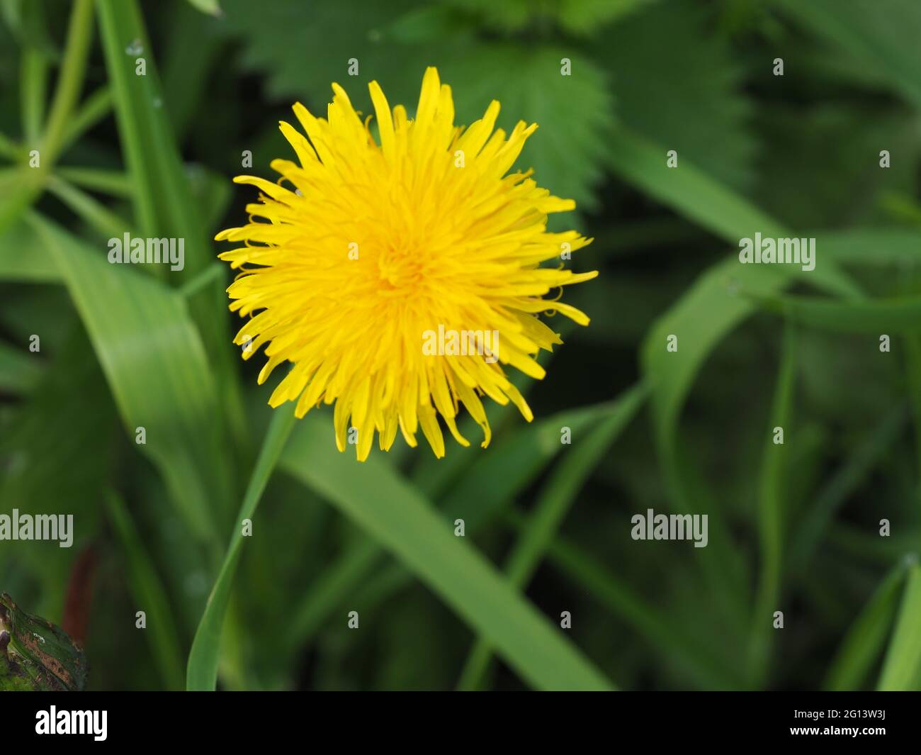 Gelber Dandelion wächst im Gras der Hecke Stockfoto