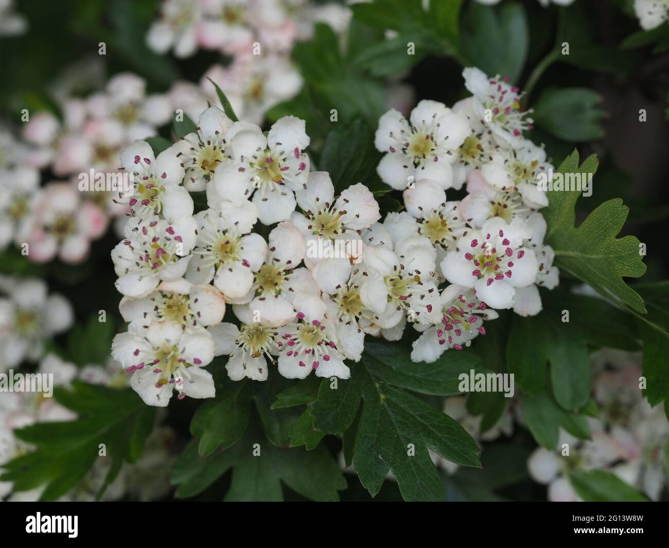 Hagebuttenblüte oder Maikaum blühen Stockfoto