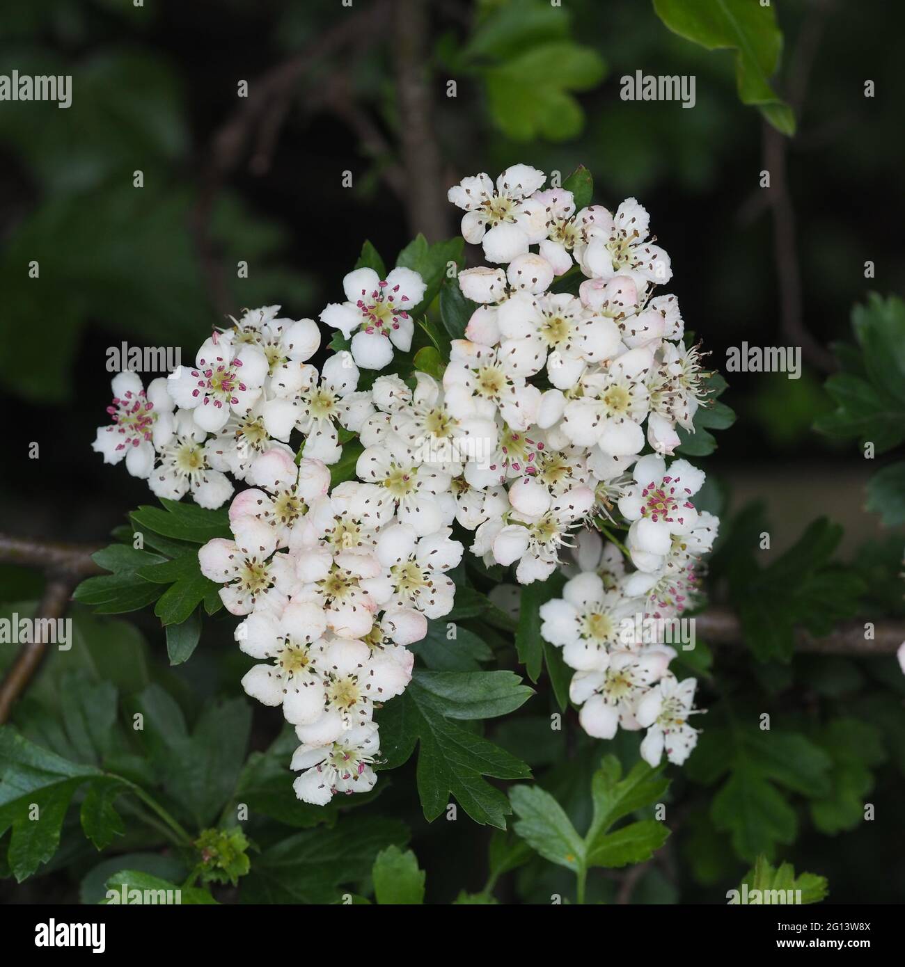 Hagebuttenblüte oder Maikaum blühen Stockfoto