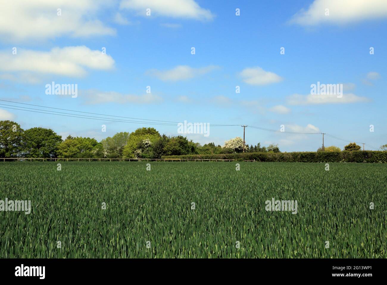 Feldfrüchte und Feldansicht von Gill Lane, Ruckinge, Ashford, Kent, England, Vereinigtes Königreich Stockfoto