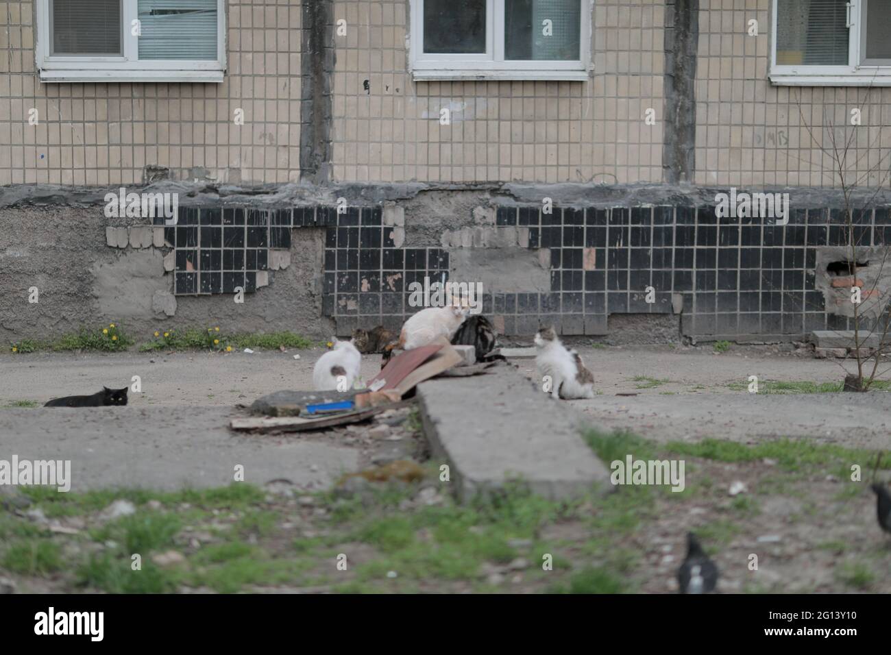 Eine Gruppe von obdachlosen streunenden Katzen, die darauf warten zu essen Stockfoto