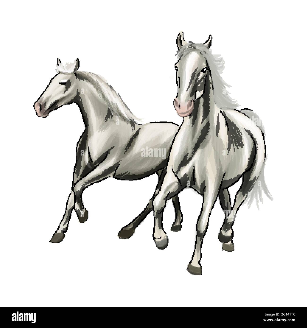 Zwei weiße Pferde, die vor einem Galopp aus Wasserfarben, farbigen Zeichnungen, realistisch laufen. Vektordarstellung von Farben Stock Vektor
